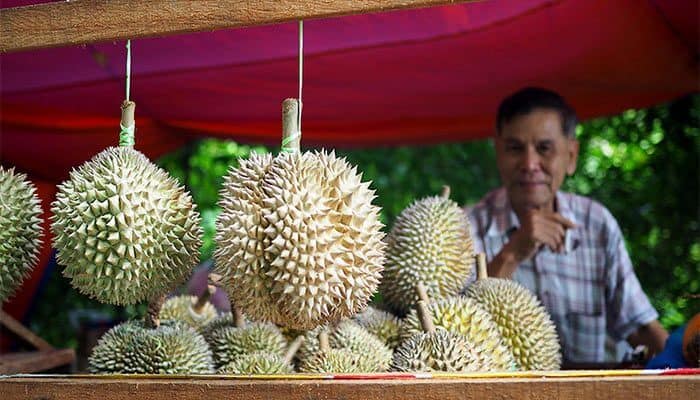 Stone House Durian Farm Penan Malaysia