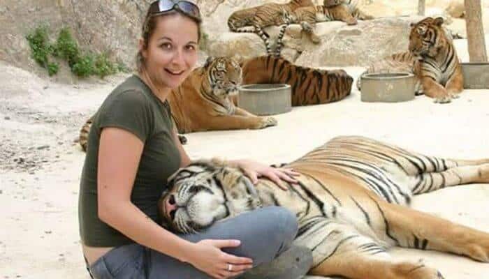 Big Cats at the Tiger Kingdom Phuket