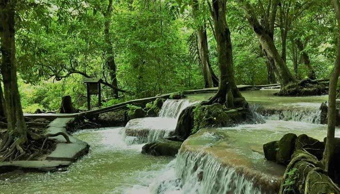 Ao Luk Mangrove Forest Krabi