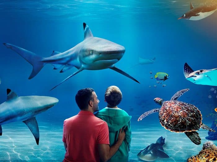 Kelly Tarlton’s sea life aquarium