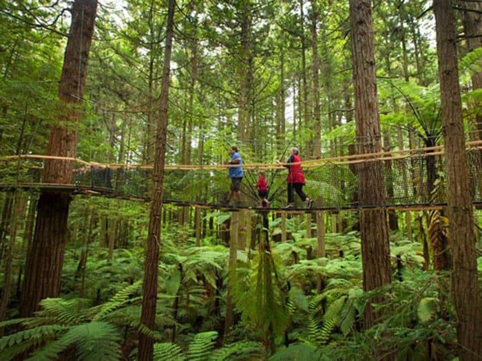 Whakarewarewa Forest