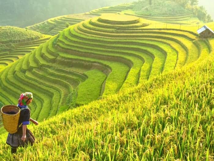 Ifugao Rice Terraces